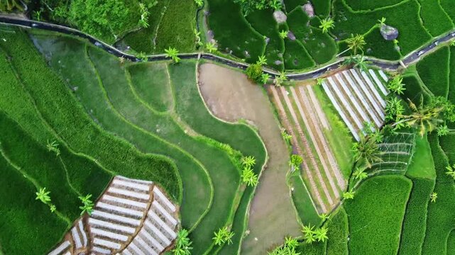 aerial panorama of agrarian rice fields landscape in the village of Central Java, like a terraced rice fields ubud Bali ASIA Indonesia	