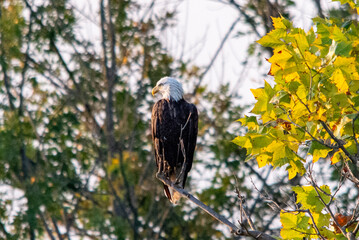 Bald Eagle Perched in a tree