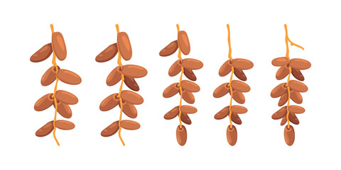 Vector Illustration of Dates Fruit for Ramadan