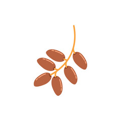 Delicious Dates Fruit, Essential for Ramadan Iftar