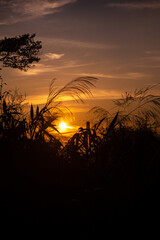 sunset over the field