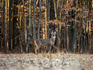 Male buck deer in a field