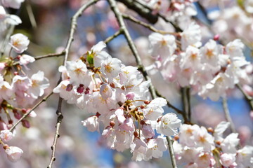 じゅんさい池公園の桜（新潟県）
