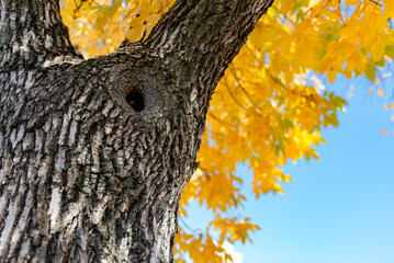 Fall colors hang on a tree