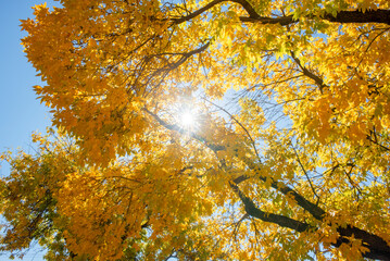 Sun illuminates a fall covered tree top canopy