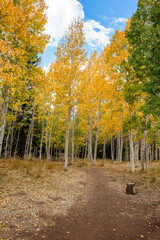 A nature trail through an Aspen Grove