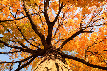 Look up, at a bottom of a fall covered tree top canopy.