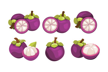 Vector Illustration of Exotic Mangosteen Fruit