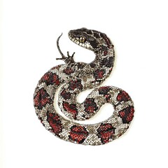 Obraz premium Colorful and Intricate Pattern of a Coiled Snake with Red and Black Markings on a White Background