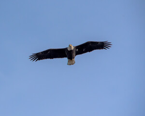 soaring bald eagle