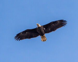 Obraz premium Bald eagle soaring on a sunny day