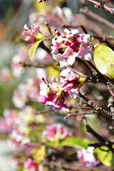 ジンチョウゲイメージ