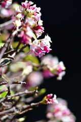 ジンチョウゲイメージ