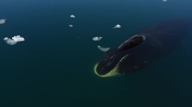 GREENLAND WHALE