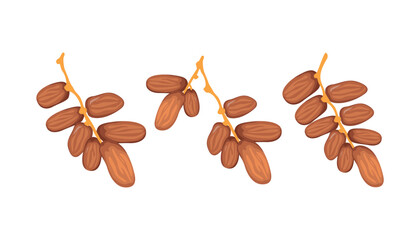 Vector Asset of Dates Fruit for Ramadan