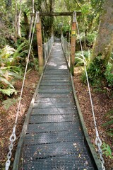 Suspension Bridge in New Zealand Wilderness with Lush Greenery