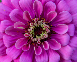 close up of pink dahlia