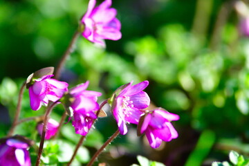 Fototapeta premium 新潟県庁の森の雪割草（新潟県）