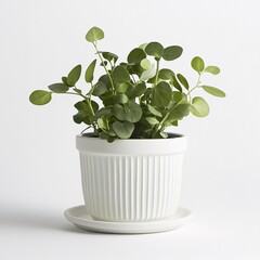 Fototapeta premium modern plant pot 