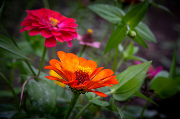 ORANGE AND RED DAHLIA FLOWER