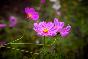 Fototapeta premium PINK cosmos flowerS