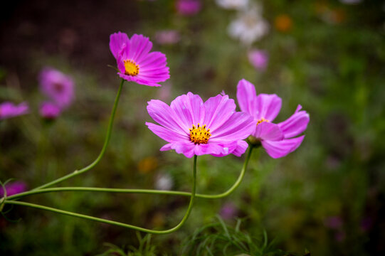  PINK cosmos flowerS