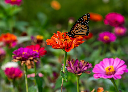  MONARK butterfly on a DAHLIA flower