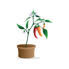 Robust Chili Plant Laden with Ripe Red Peppers