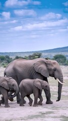 Fototapeta premium Elephant family walking across a savannah under a golden sunset