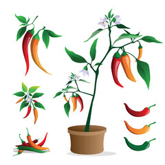 Robust Chili Plant Laden with Ripe Red Peppers