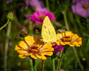 CLOUDED SULFER BUTTERFLY ON A DAHLIA FLOWER