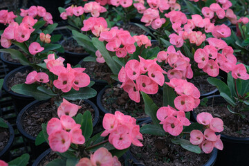 Thailand is starting to get cold weather. Euphorbia milii, crown of thorns, is starting to bloom beautiful.
