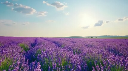 Blooming Lavender Field Under Summer Sky
