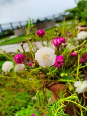 Beautiful Mother Nature  