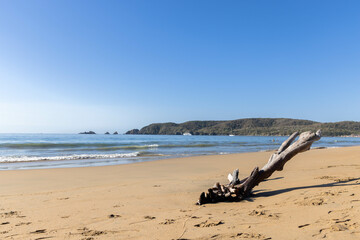 Panorama of the beach in Jalisco, Mexico with waves caused by the tide with islands in the background with a dead tree trunk on the beach