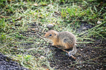 Cute baby gopher is big. Selective focus