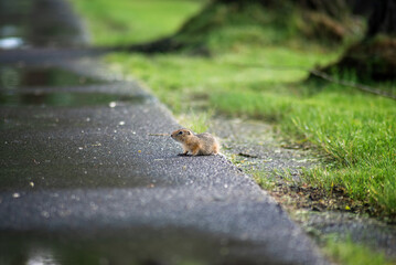 A cute baby gopher is playing near the road. Selective focus