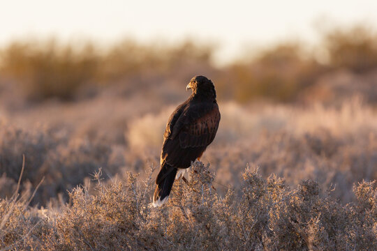 A Harris Hawk perches on top of the some low bushes in the desert of Southern Utah, USA looking into the distance to the left with the late winter sunlight shining on its face.