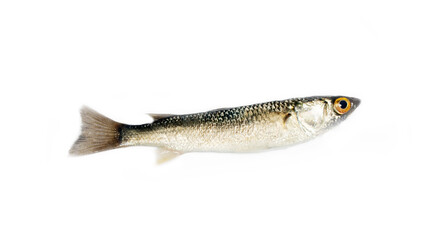 A yearling mullet (probably Leaping mullet (Mugil or Liza saliens)). Sea of Azov, early November. Side view, isolated on white