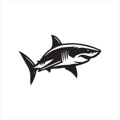 shark isolated on white