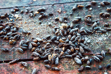 Rat feces on the doorstep of a village house. The war of rodents and humans. To date, the victory...