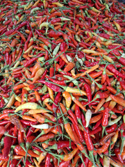 A Vibrant Collection of Fresh Red, Orange, and Yellow Chili Peppers