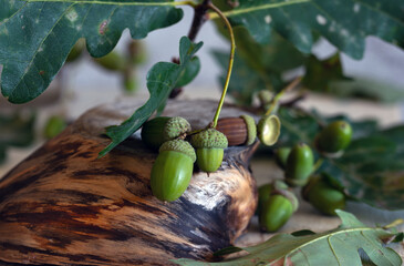 Obraz premium Oak branch with leaves and acorns close-up.