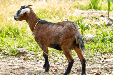 Young goat on the farm