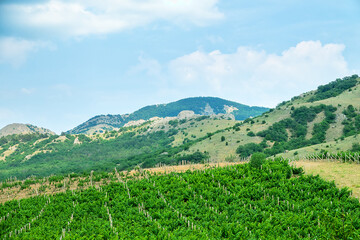 Vineyards on limestone hills. Vintage madeira is produced from this grape variety, Foothills of the Crimean Mountains