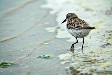 The migrating little stint (Calidris minuta, Ereunetes minutus) feeds on the sandy-shell shallow waters of the salt lake. Early spring (winter) plumage