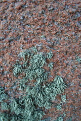 texture of granit stone with lichen growing on it - texture de la pierre de granit sur laquelle pousse du lichen