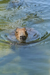 Capybara swimming in the water - Capybara nageant dans l'eau