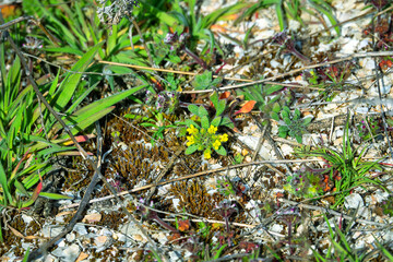 Dwarfing Yellow-tuft (Alyssum desertorum, A. murale). It have been used to treat rabies (treatment of hydrophobia) since the time of Ancient Rome. Steppes salty places of the Crimea