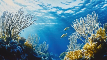Obraz premium Sea Turtles Swimming Through Sunlit Coral Reef